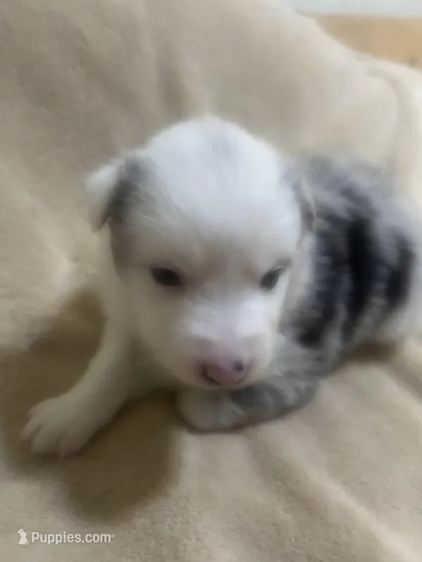 Bluey – Australian Shepherd puppy for sale in Bakersfield, CA