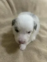 Charlie , a male Australian Shepherd for sale in Bakersfield, CA – 2 of 10