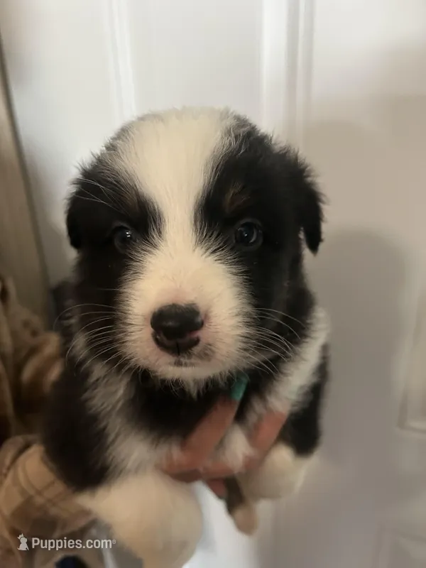 Panda – Australian Shepherd puppy for sale in Bakersfield, CA