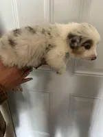 Moose, a female Australian Shepherd for sale in Bakersfield, CA – 2 of 10