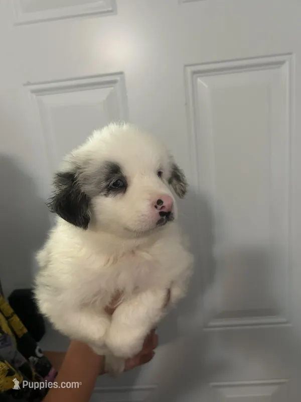 Charlie  – Australian Shepherd puppy for sale in Bakersfield, CA