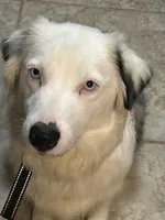 Trixie, a female Australian Shepherd for sale in Bakersfield, CA – 7 of 9
