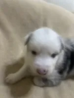 Bluey, a male Australian Shepherd for sale in Bakersfield, CA – 2 of 10