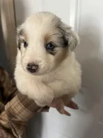 Moose, a female Australian Shepherd for sale in Bakersfield, CA – 5 of 10