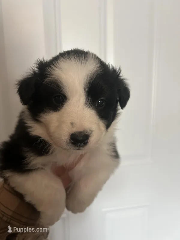 Trixie – Australian Shepherd puppy for sale in Bakersfield, CA