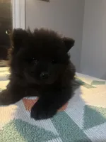 Alex, a male Chow Chow for sale in Concord, CA – Photo 3 of 3