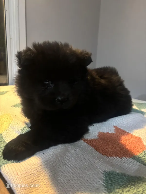 Alex – Chow Chow puppy for sale in Concord, CA