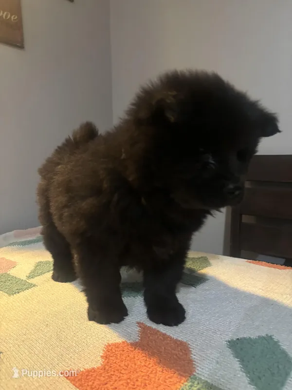 Leo – Chow Chow puppy for sale in Concord, CA