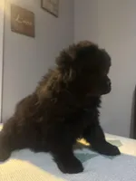 Max, a male Chow Chow for sale in Concord, CA – Photo 3 of 3