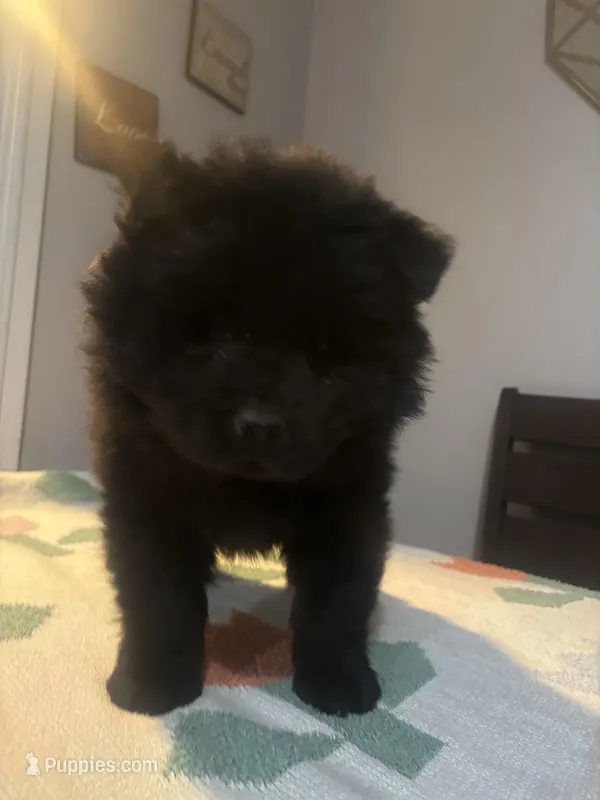 Max – Chow Chow puppy for sale in Concord, CA