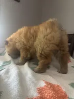 Lee, a male Chow Chow for sale in Concord, CA – Photo 4 of 4