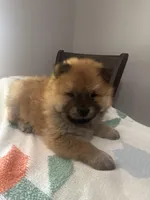 Lee, a male Chow Chow for sale in Concord, CA – Photo 2 of 4