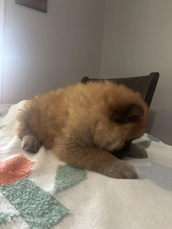 Lee – Chow Chow puppy for sale in Concord, CA