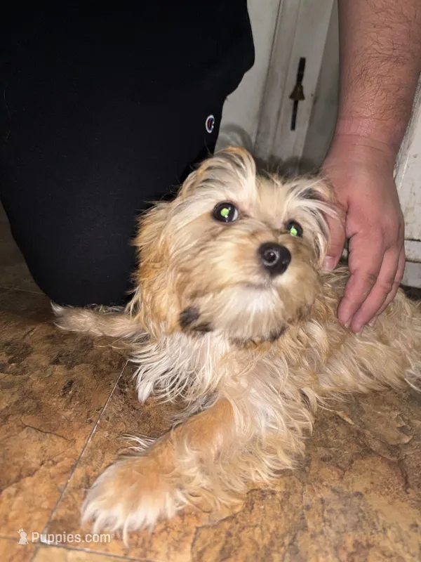 Morkiepoo 1 – Maltipoo, Yorkshire Terrier puppy for sale in West Covina, CA