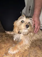 Morkiepoo 1, a male Maltipoo and Yorkshire Terrier for sale in West Covina, CA – 1 of 10