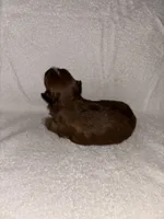 Morkiepoo 3, a female Maltipoo and Yorkshire Terrier for sale in West Covina, CA – Photo 5 of 10