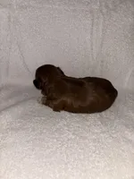 Morkiepoo 3, a female Maltipoo and Yorkshire Terrier for sale in West Covina, CA – Photo 6 of 10