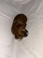 Morkiepoo 3, a female Maltipoo and Yorkshire Terrier for sale in West Covina, CA – Photo 7 of 10