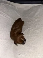 Morkiepoo 3, a female Maltipoo and Yorkshire Terrier for sale in West Covina, CA – Photo 3 of 10