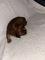 Morkiepoo 3, a female Maltipoo and Yorkshire Terrier for sale in West Covina, CA – Photo 8 of 10