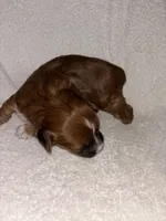 Morkiepoo 3, a female Maltipoo and Yorkshire Terrier for sale in West Covina, CA – Photo 4 of 10