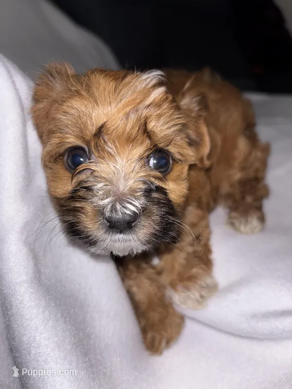 Morkiepoo 3 – Maltipoo, Yorkshire Terrier puppy for sale in West Covina, CA