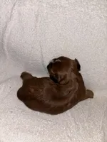 Morkiepoo 3, a female Maltipoo and Yorkshire Terrier for sale in West Covina, CA – Photo 10 of 10