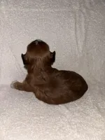 Morkiepoo 3, a female Maltipoo and Yorkshire Terrier for sale in West Covina, CA – Photo 2 of 10