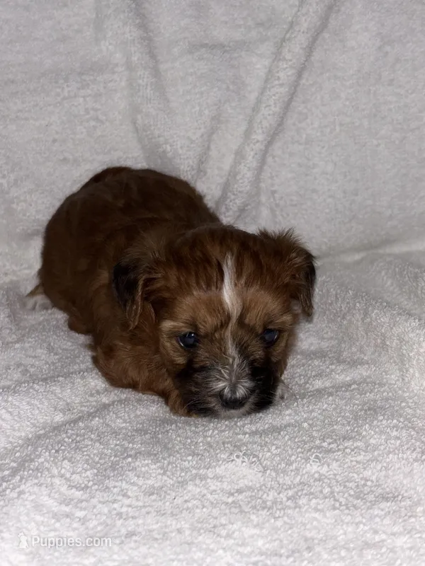 Morkiepoo 3 – Maltipoo, Yorkshire Terrier puppy for sale in West Covina, CA