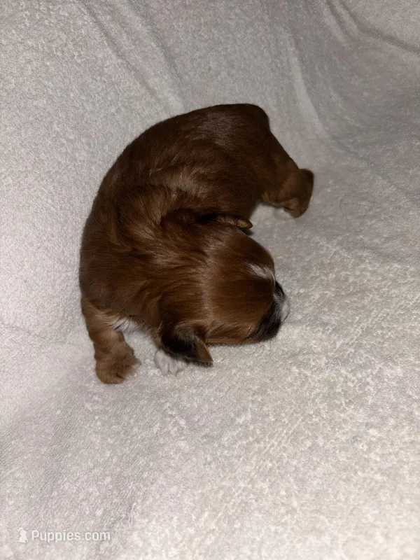 Morkiepoo 3 – Maltipoo, Yorkshire Terrier puppy for sale in West Covina, CA