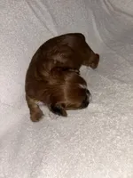 Morkiepoo 3, a female Maltipoo and Yorkshire Terrier for sale in West Covina, CA – Photo 1 of 10