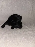 Morkiepoo 2, a female Maltipoo and Yorkshire Terrier for sale in West Covina, CA – Photo 8 of 10