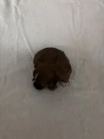 Morkiepoo 2, a female Maltipoo and Yorkshire Terrier for sale in West Covina, CA – Photo 10 of 10