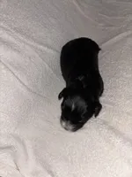 Morkiepoo 2, a female Maltipoo and Yorkshire Terrier for sale in West Covina, CA – Photo 5 of 10