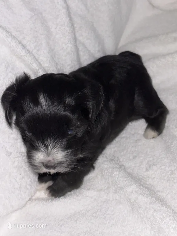 Morkiepoo 2 – Maltipoo, Yorkshire Terrier puppy for sale in West Covina, CA
