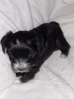 Morkiepoo 2, a female Maltipoo and Yorkshire Terrier for sale in West Covina, CA – Photo 5 of 10