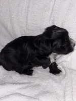 Morkiepoo 2, a female Maltipoo and Yorkshire Terrier for sale in West Covina, CA – Photo 6 of 10