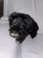 Morkiepoo 2, a female Maltipoo and Yorkshire Terrier for sale in West Covina, CA – Photo 4 of 10