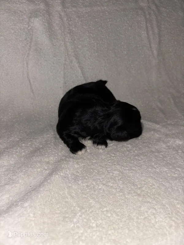 Morkiepoo 2 – Maltipoo, Yorkshire Terrier puppy for sale in West Covina, CA