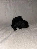 Morkiepoo 2, a female Maltipoo and Yorkshire Terrier for sale in West Covina, CA – Photo 1 of 10