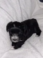Morkiepoo 2, a female Maltipoo and Yorkshire Terrier for sale in West Covina, CA – Photo 7 of 10