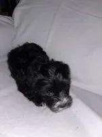 Morkiepoo 2, a female Maltipoo and Yorkshire Terrier for sale in West Covina, CA – Photo 2 of 10