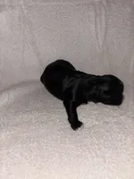 Morkiepoo 2, a female Maltipoo and Yorkshire Terrier for sale in West Covina, CA – Photo 9 of 10