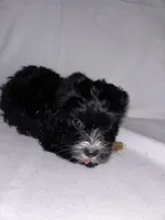 Morkiepoo 2, a female Maltipoo and Yorkshire Terrier for sale in West Covina, CA – Photo 3 of 10