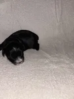 Morkiepoo 2, a female Maltipoo and Yorkshire Terrier for sale in West Covina, CA – Photo 6 of 10