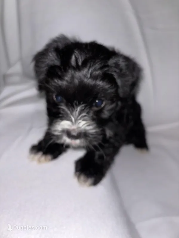 Morkiepoo 2 – Maltipoo, Yorkshire Terrier puppy for sale in West Covina, CA