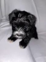 Morkiepoo 2, a female Maltipoo and Yorkshire Terrier for sale in West Covina, CA – Photo 1 of 10