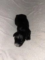 Morkiepoo 2, a female Maltipoo and Yorkshire Terrier for sale in West Covina, CA – Photo 3 of 10