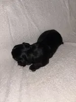 Morkiepoo 2, a female Maltipoo and Yorkshire Terrier for sale in West Covina, CA – Photo 7 of 10