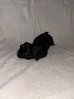 Morkiepoo 2, a female Maltipoo and Yorkshire Terrier for sale in West Covina, CA – Photo 2 of 10